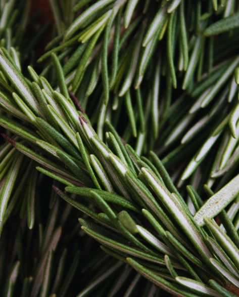 Rosemary